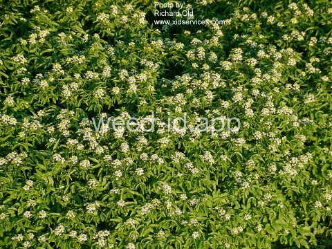 watercress